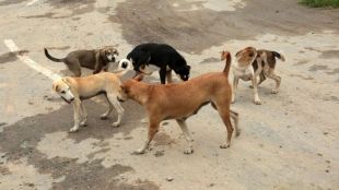 Stray Dogs Menace in Pune tracking technology | PMC Microchip Rabies Free Project for street dogs | पुणे भटक्या कुत्र्यांचा त्रास मायक्रोचिप | पुणे महानगरपालिका रेबीजमुक्त मोहीम लसीकरण