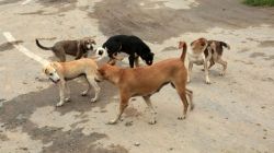 Stray Dogs Menace in Pune: भटक्या कुत्र्यांच्या त्रासापासून मुक्तीसाठी पुण्याचे मोठे पाऊल