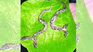 Rare two headed viper pups discovered during rescue | Russells Viper Snake Rescue operation in Chandrapur district | घोणस साप रेस्क्यू मोहीम चंद्रपूर | दोन डोकी असलेली द्विमुखी घोणस पिल्ले कन्हाळगाव
