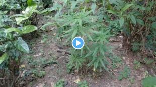 Nagpur Municipal Garden Ganja Plants viral video | NMC garden security scandal updates Nagpur | नागपूर महापालिका उद्यान गांजा झाडे व्हिडिओ | गजानननगर उद्यान चौकशी खळबळजनक बातमी