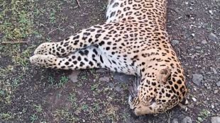Nagpur Jabalpur Highway Leopard Accident scene investigation | Wildlife Safety Mitigation Measures fencing check | नागपूर जबलपूर महामार्ग बिबट्या अपघात | वन्यजीव संरक्षण शमन उपाययोजना वनविभाग पंचनामा