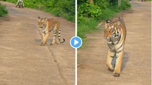 Tadoba Collarwali Tigress crossing road | Nagpur Moharli Junona Road tourist bike riders halt | ताडोबा कॉलरवाली वाघीण व्हिडिओ | मोहर्ली जुनोना रस्ता वाघ पाहा