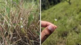 IISER Pune scientists documenting the new plant species on Sus hill | Unique fire resistant plant discovered Canscora agni details | आयसर पुणे शास्त्रज्ञ सूस टेकडी वनस्पती शोध | आगीशी जुळवून घेणारी वनस्पती शोध कॅन्स्कोरा अग्नी वैशिष्ट्ये