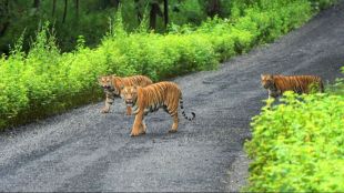 Maharashtra Tigresses Relocation Andhra Pradesh | Tadoba Tigress Transfer Nagarjunasagar Tiger Reserve | महाराष्ट्रातील वाघीण आंध्र प्रदेश स्थलांतर | ताडोबा वाघीण नागार्जुनसागर व्याघ्र प्रकल्प