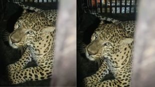 Bhadrawati Leopard Trapped | Chandrapur Forest Department | भद्रावती बिबट्या जेरबंद | चंद्रपूर वनविभाग पिंजरा मोहीम