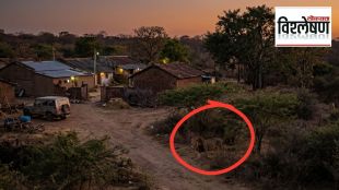 why-asiatic-lion-attacks-increasing-in-gujarat-human-wildlife-conflict