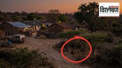 गुजरातमधील सिंह का करू लागलेत माणसांवर हल्ले? अनियंत्रित संख्येचा परिणाम?