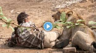 Lion Attack in Gujarat viral video footage from Bhavnagar | Shocking video of lion attack on man caught on camera | गुजरातमध्ये सिंहाचा हल्ला झालेला व्हायरल व्हिडिओ | भावनगरमध्ये सिंहाच्या हल्ल्यात जखमी झालेली व्यक्ती आणि वनविभागाचे रेस्क्यू ऑपरेशन