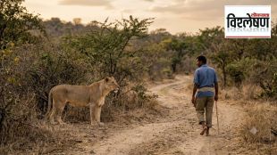 why-lioness-did-not-kill-man-gujarat-bhavnagar-human-wildlife-conflict