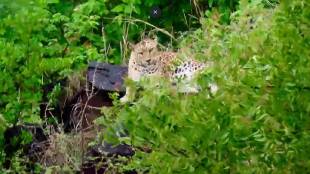 Lonar Crater leopard sighting | Buldhana wildlife sanctuary leopard | Me Lonarkar team Sachin Kapure | Lonar lake biodiversity and history