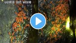 पहिल्या पावसातील ‘चढणीची कोळंबी’ कधी पाहिलीये का? रात्रीच्या शिकारीचा थक्क करणारा VIDEO