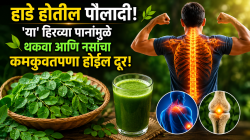 दुधापेक्षाही जास्त कॅल्शियम असणारं ‘हे’ हिरवं पान माहीत आहे का? जाणून घ्या तज्ज्ञांचा सल्ला!