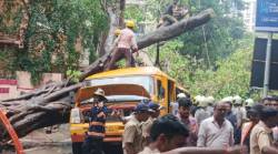 धोकादायक झाडांचा प्रश्न चिंताजनक, आठवड्यात झाड पडून तीन निष्पाप बळी