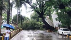 सांताक्रूझमध्ये झाड पडून आठजण जखमी