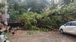 काँक्रिटीकरण झाडांच्या मुळांवर, झाडे पडण्याच्या पार्श्वभूमीवर वृक्ष तज्ज्ञांनी दिली महत्वाची माहिती…