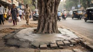 Mumbai tree falling incidents | Tree root damage due to concreting | BMC tree maintenance failure | Expert advice on urban tree conservation in Mumbai