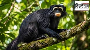 New monkey species discovered in Congo rainforest Liqueli