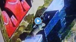 सराफाच्या दुकानातून उंदराने चोरले १० लाखांचे दागिने; CCTV फुटेजमध्ये दिसलं कुठे लपवला सोन्या-चांदीचा ऐवज?