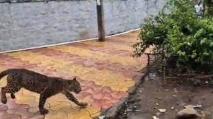 Leopard caught in Sangli Ishwarpur | Forest department leopard rescue operation Maharashtra | Wild animal enters residential area Islampur | Sangli wildlife news updates