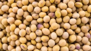 Dattatray Bharne on Seed Policy