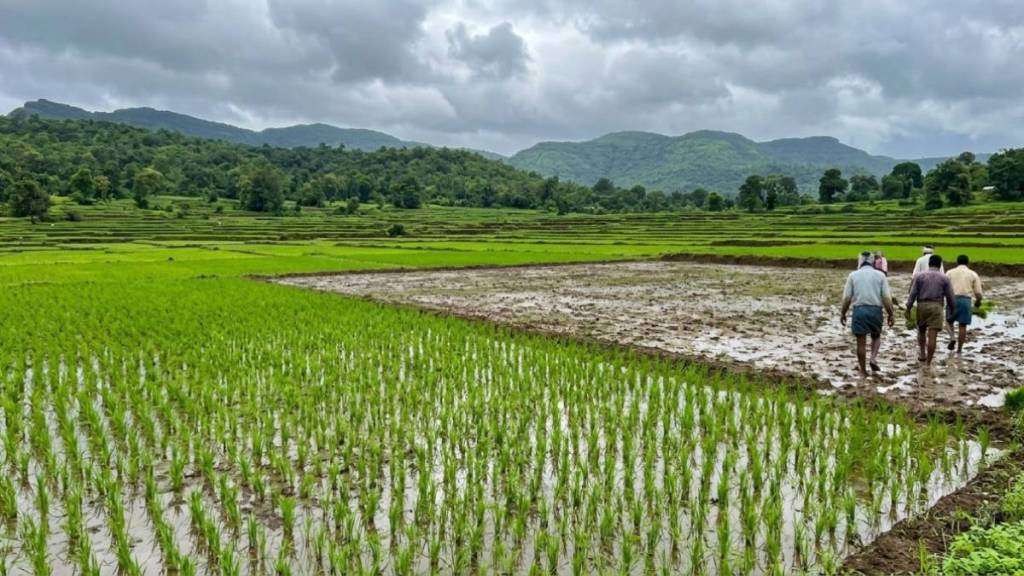thane paddy transplantation process | maharashtra monsoon kharif crop update | late rice farming Thane district | shahapur murbad kharif season delay thane paddy transplantation process | maharashtra monsoon kharif crop update | late rice farming Thane district | shahapur murbad kharif season delay