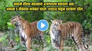viral video tiger attacking python animal video viral on social media