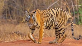 Chandrapur Tiger Attack