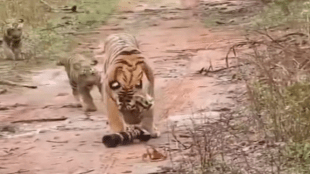 Tadoba tiger viral video Junabai camera | Tadoba wildlife tourist negligence Maharashtra | Chandrapur Tadoba tiger reserve viral video | Tiger tourism safety rules Maharashtra Forest Department