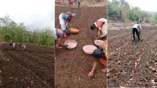 Vasai paddy field cultivation monsoon | Maharashtra farmers rice sowing process | Vasai Virar agriculture department updates | Palghar district heavy rainfall farming