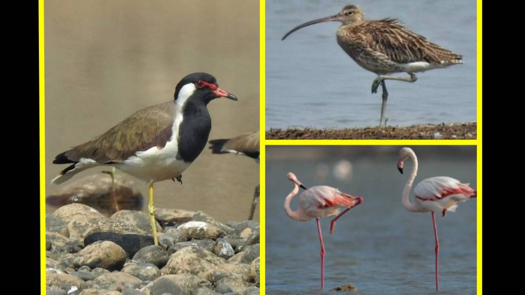 why do birds stand on one leg science behind | flamingo center of gravity research | bahar nature foundation wardha bird watching | eurasian curlew and red wattled lapwing behavior why do birds stand on one leg science behind | flamingo center of gravity research | bahar nature foundation wardha bird watching | eurasian curlew and red wattled lapwing behavior
