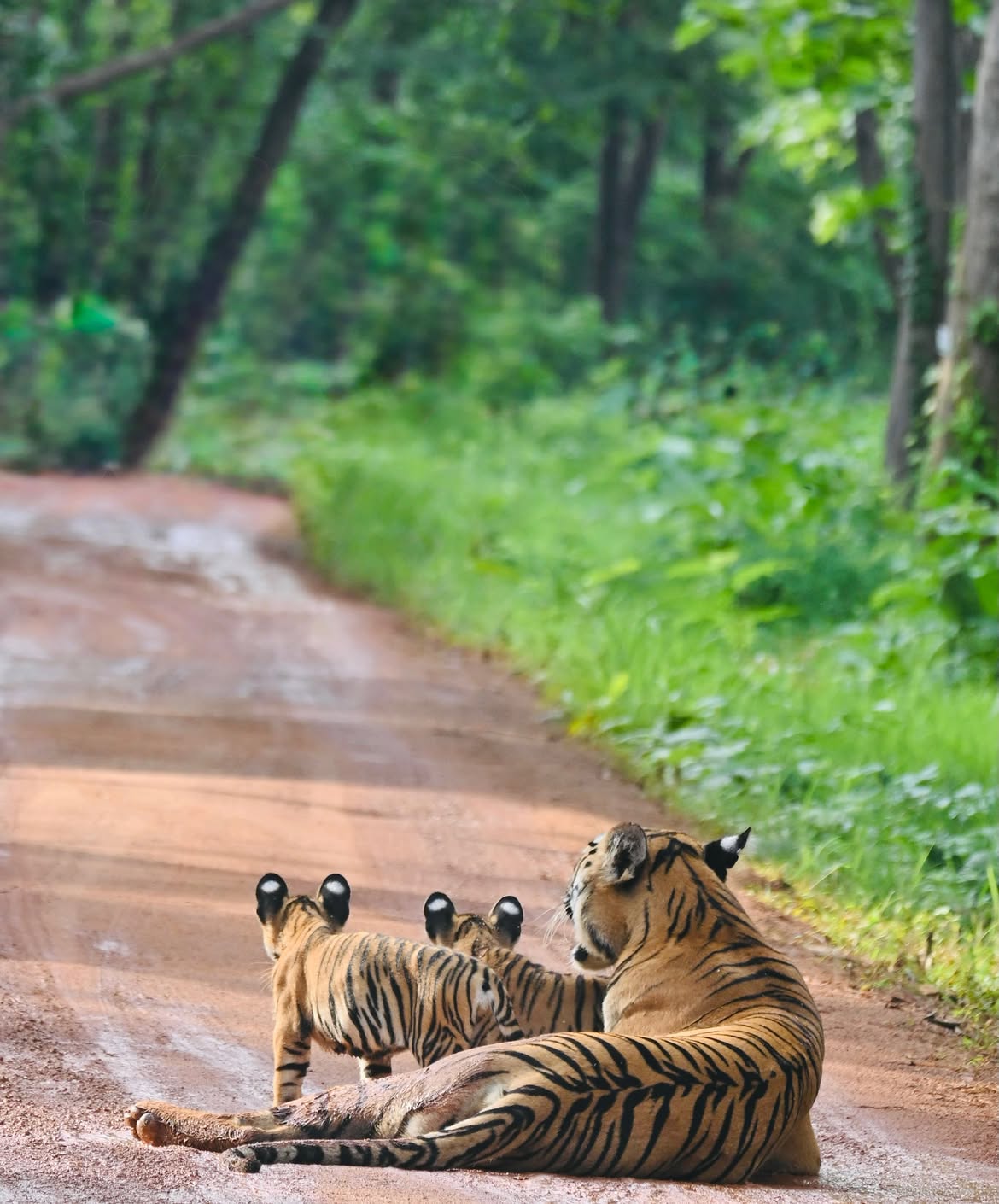 Amruta Khanvilkar Tadoba safari photos