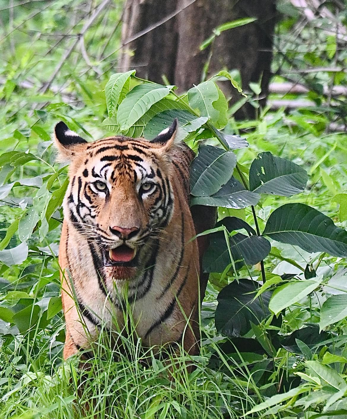 Amruta Khanvilkar Tadoba safari photos