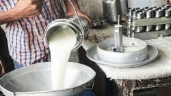 मुंबईत ९ रुपयांनी दूध महागणार, ऐन सणासुदीच्या काळात मोठा निर्णय; प्रति लिटर दूधाची किंमत शंभरी पार