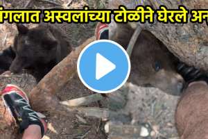 Bear Attack Shocking Video