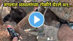 जंगलात अस्वलांनी घेरलं, जीव वाचवण्यासाठी झाडावर चढला अन्…पाहा धडकी भरवणारा VIDEO