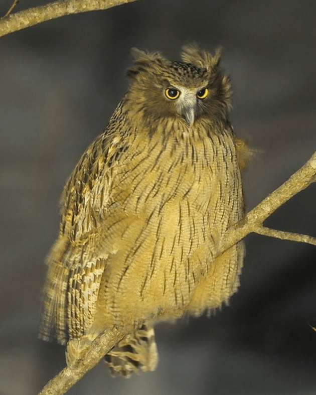 Discover rare owl species