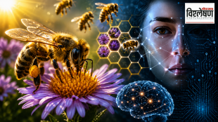honeybee on a flower alongside a human face, glowing brain network, honeycomb patterns and digital circuitry, representing honeybee vision, facial pattern recognition and its potential influence on AI technology.