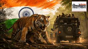 A Bengal tigress stands protectively over her two cubs on a forest road, snarling toward a safari vehicle carrying tourists, symbolising the impact of human disturbance and tourism on tiger habitats.