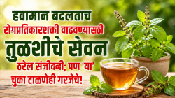 हवामान बदलताच रोगप्रतिकारशक्ती वाढवण्यासाठी तुळशीचे सेवन ठरेल संजीवनी; पण ‘या’ चुका टाळणेही गरजेचे!