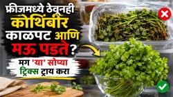 फ्रीजमध्ये ठेवली तरी कोथिंबीर सडते, पाने पिवळी होतात का? मग ‘हे’ ४ सोपे उपाय करा; कोथिंबीर बराच काळ राहील हिरवीगार आणि सुगंधी