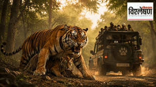 A Bengal tigress stands protectively over her two cubs on a forest road, snarling toward a safari vehicle carrying tourists, symbolizing the impact of human disturbance and tourism on tiger habitats.