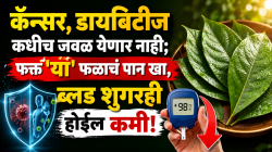 कॅन्सर, डायबिटीज कधीच जवळ येणार नाही; फक्त ‘या’ फळाचं पान खा, ब्लड शुगरही होईल कमी