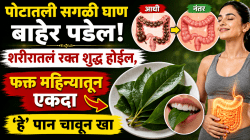 पोटातली सगळी घाण बाहेर पडेल; शरीरातलं रक्त शुद्ध होईल, फक्त महिन्यातून एकदा ‘हे’ पान चावून खा, परिणाम पाहून थक्क व्हाल