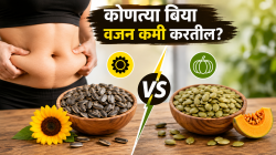 पोटाची चरबी झटपट वितळेल! या बिया १ चमचा खा अन् पोटाचा घेर गायब; सूर्यफूल की भोपळा, नक्की काय खावं?