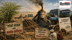 Prosopis juliflora biochar carbon credits Banni grasslands: काय आहे ‘गांडो बावळ’ वनस्पती? कच्छमधल्या पर्यावरणीय संकटाचे आंतरराष्ट्रीय भांडवलीकरण कसे झाले? 