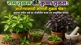 राम तुळस की कृष्ण तुळस,