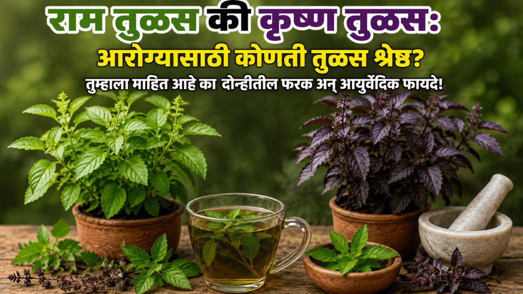 राम तुळस की कृष्ण तुळस, राम तुळस की कृष्ण तुळस,