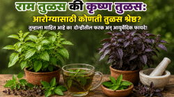 राम तुळस की कृष्ण तुळस: आरोग्यासाठी कोणती तुळस श्रेष्ठ?तुम्हाला माहित आहे का दोन्हीतील फरक अन् आयुर्वेदिक फायदे?