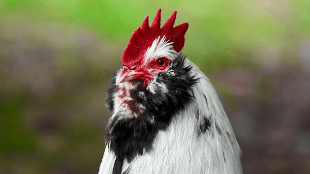 why chicken eggs are most popular