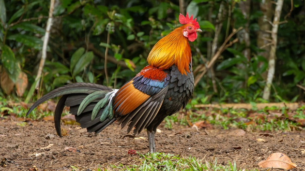 why chicken eggs are most popular